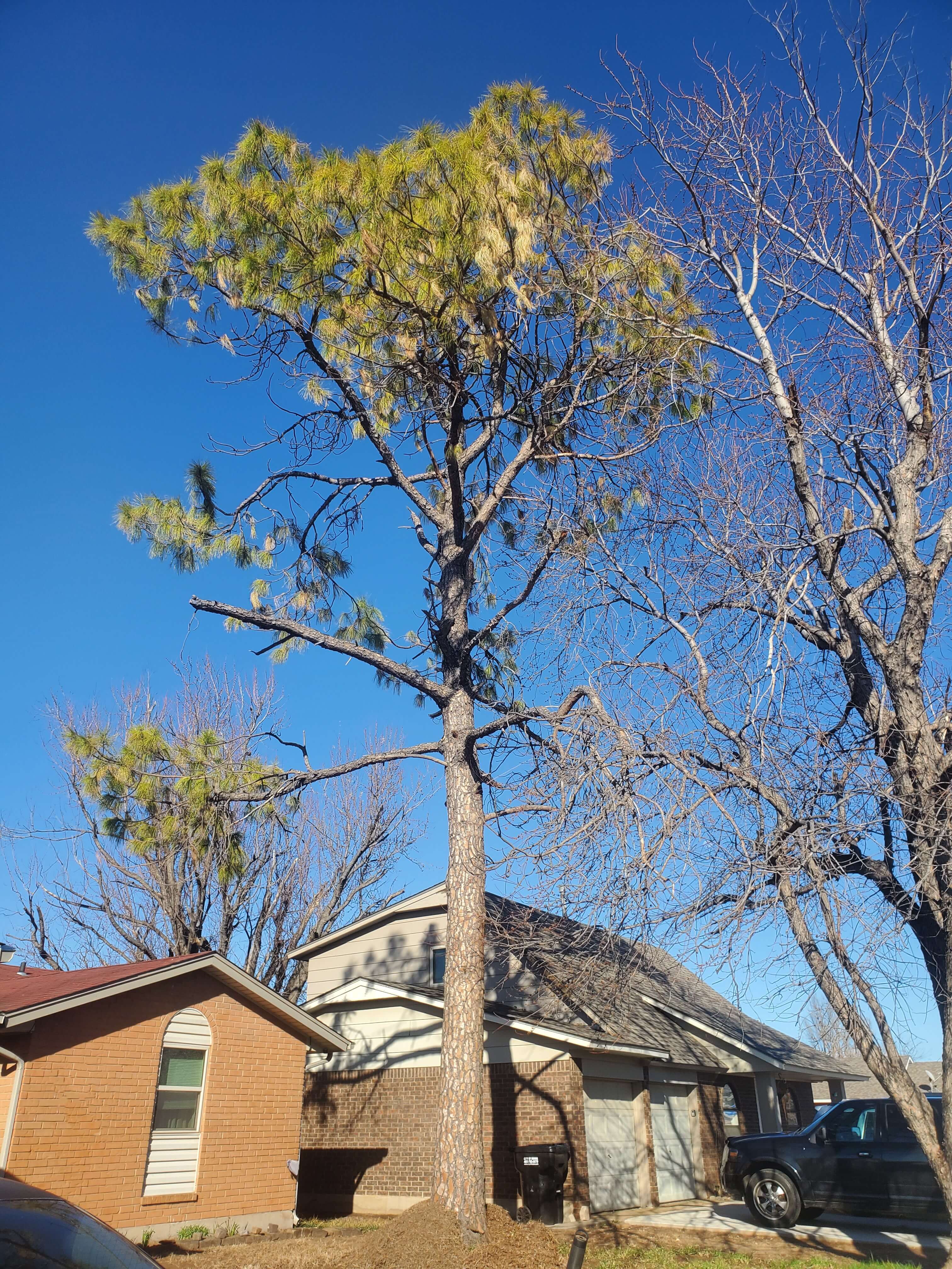 Grass & Trees, LLC Fully Insured Tree Service in Moore, Norman & South OKC